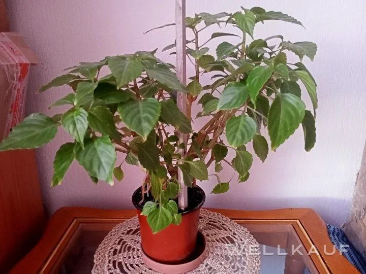 Balsamine 