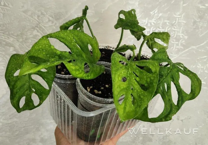 Monstera Monkey Mask