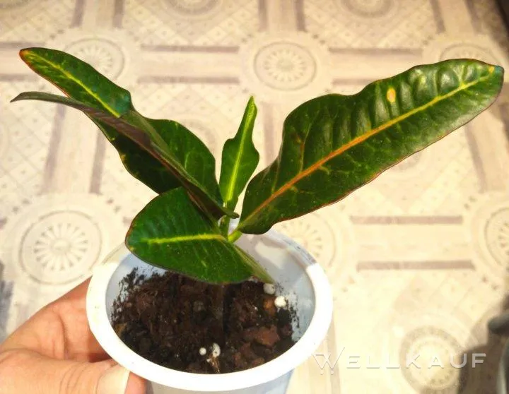 Kroton und Aglaonema
