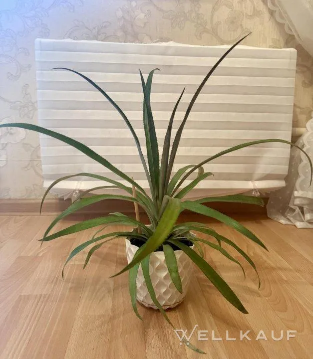 Heimischer Thai-Ananas