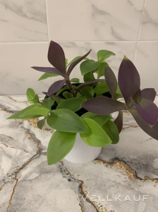 Tradescantia